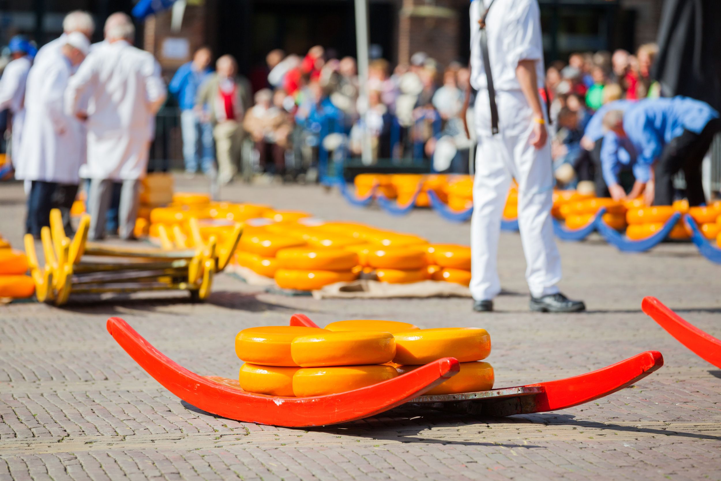 Many whole Dutch cheese at the market in Alkmaar