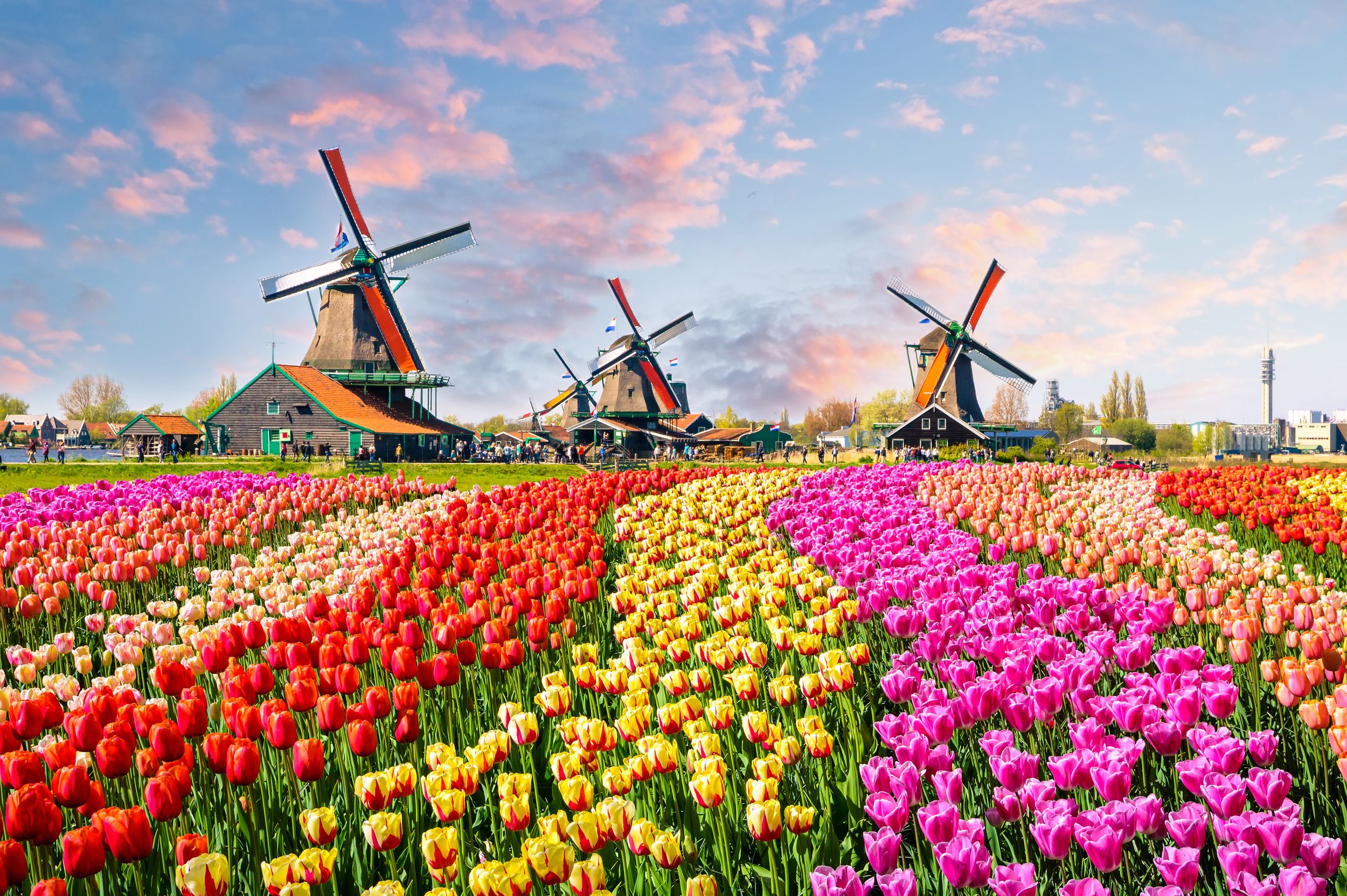 Landscape with tulips, traditional dutch windmills and houses near the