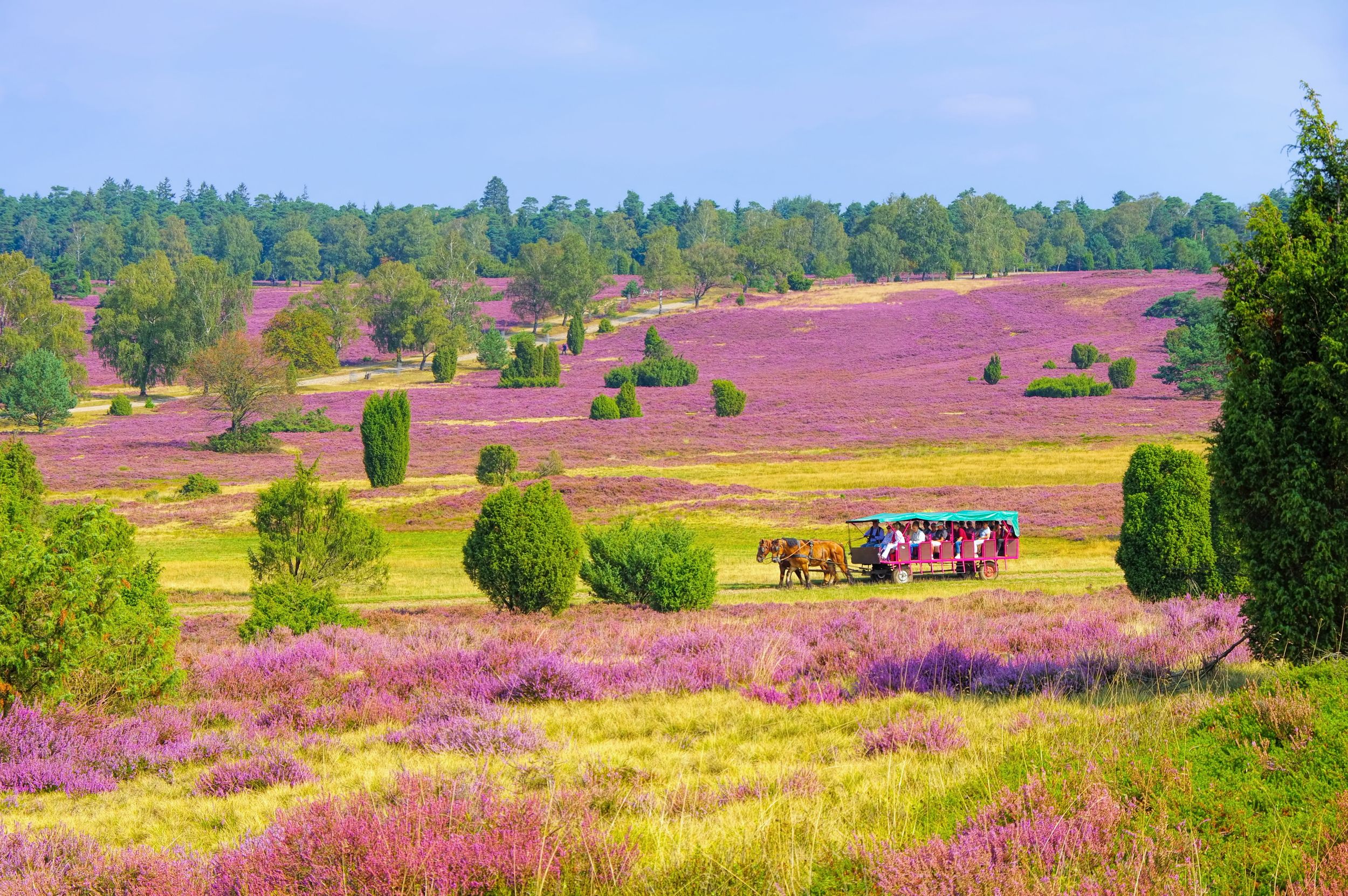 Lüneburger Heide im Herbst bei Wilsede - landscape Lueneburg Heath in