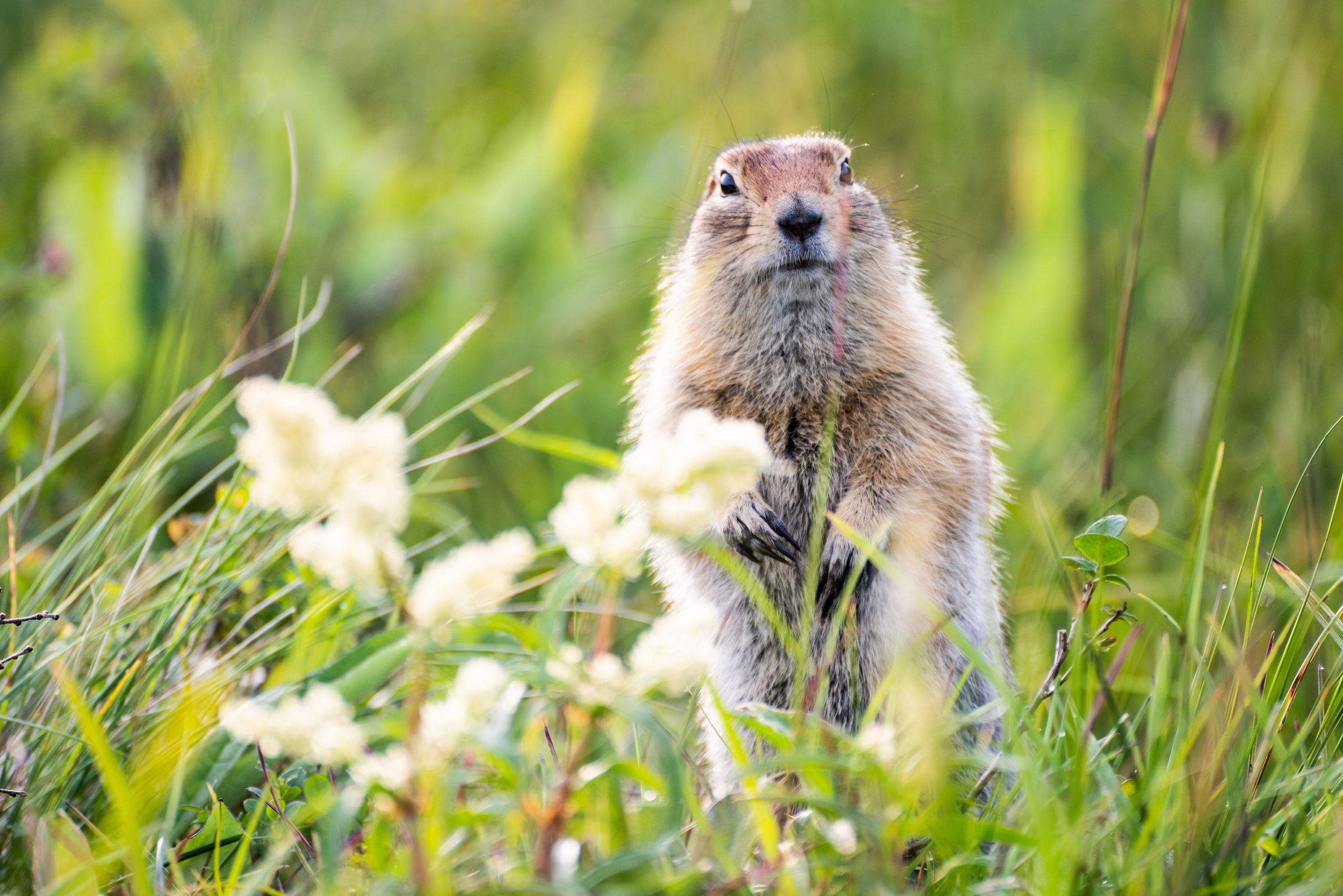 funny groundhog with fluffy fur. Kamchatka groundhog sits near his hol