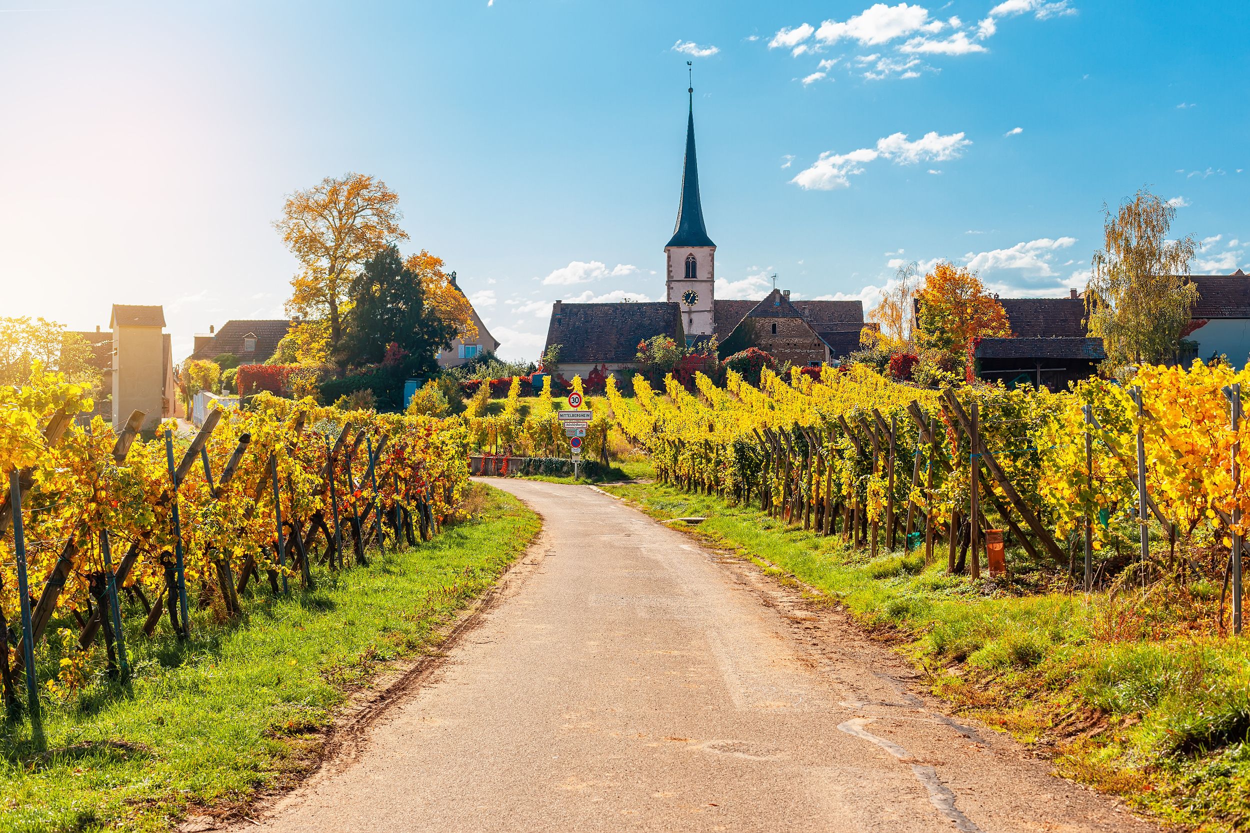 Landscape with autumn vineyards in region Alsace, France near village 