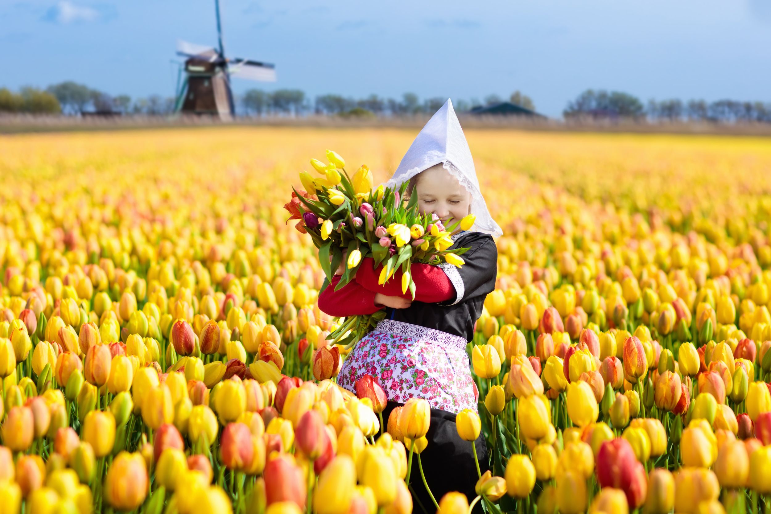 Child in tulip flower field with windmill in Holland. Little Dutch gir