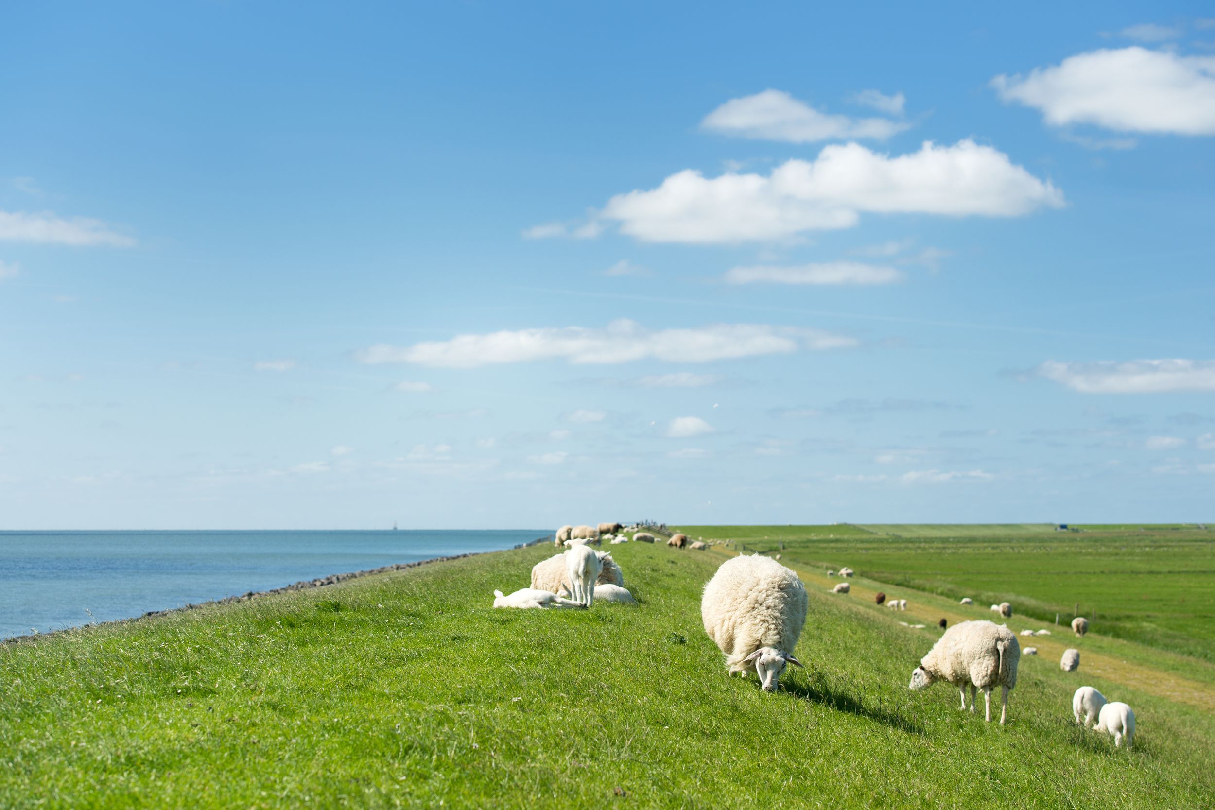 White sheep at the dike on Dutch wadden island Terschelling