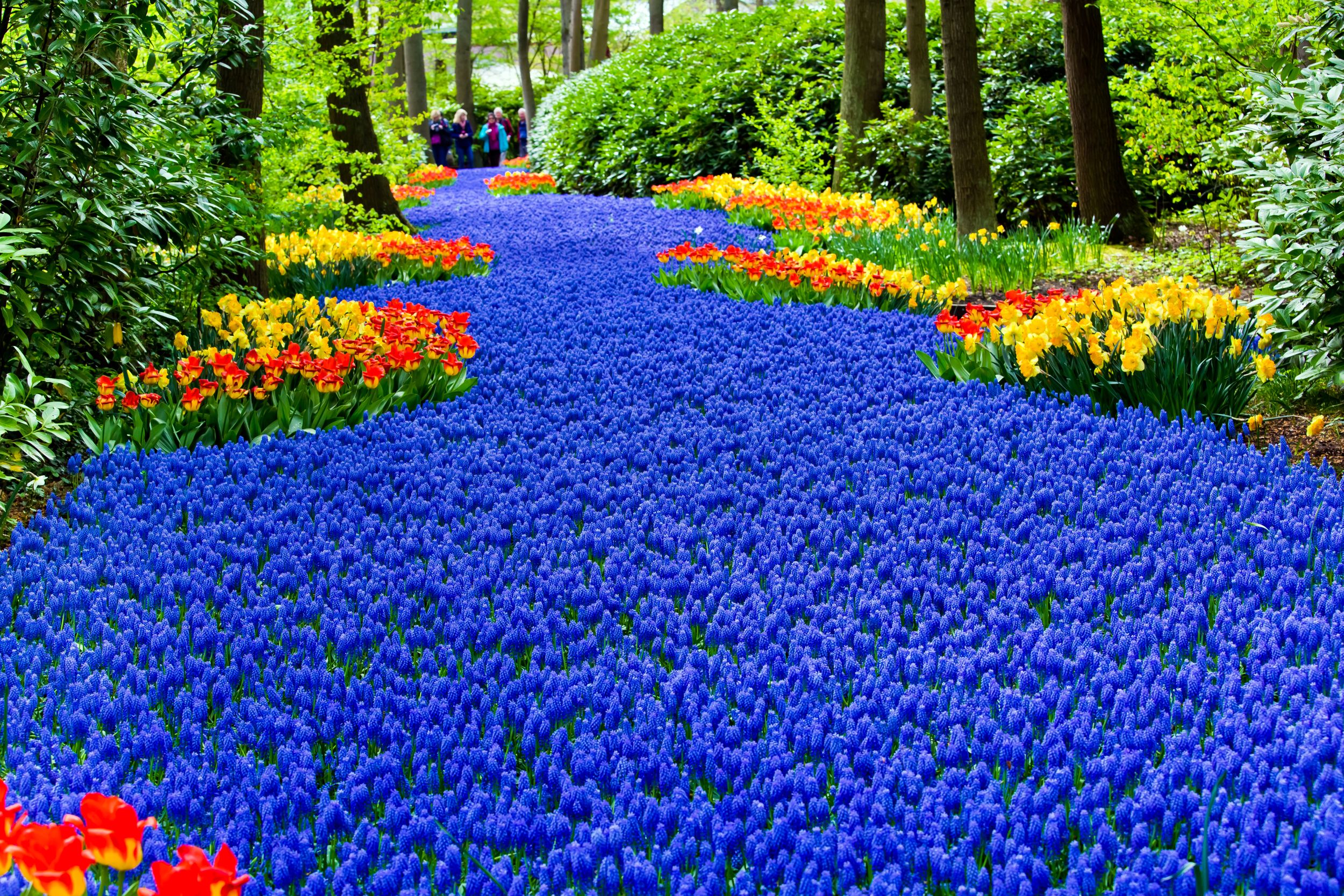 Spring blossom in Keukenhof park in Amsterdam area
