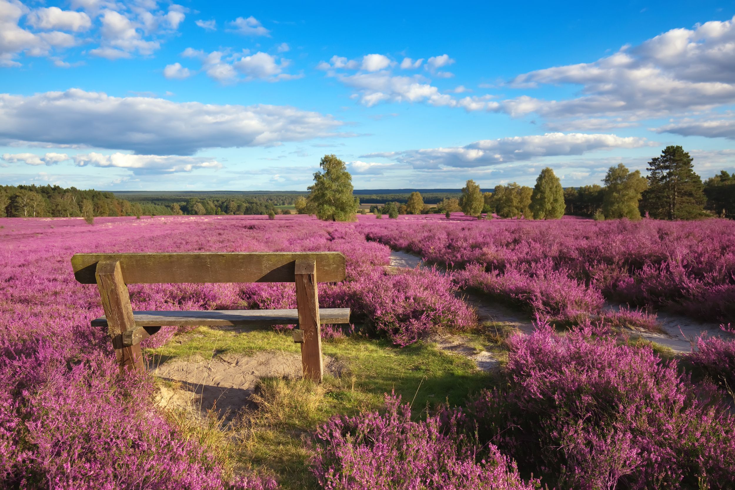 pink heather landscape with a blue sky
