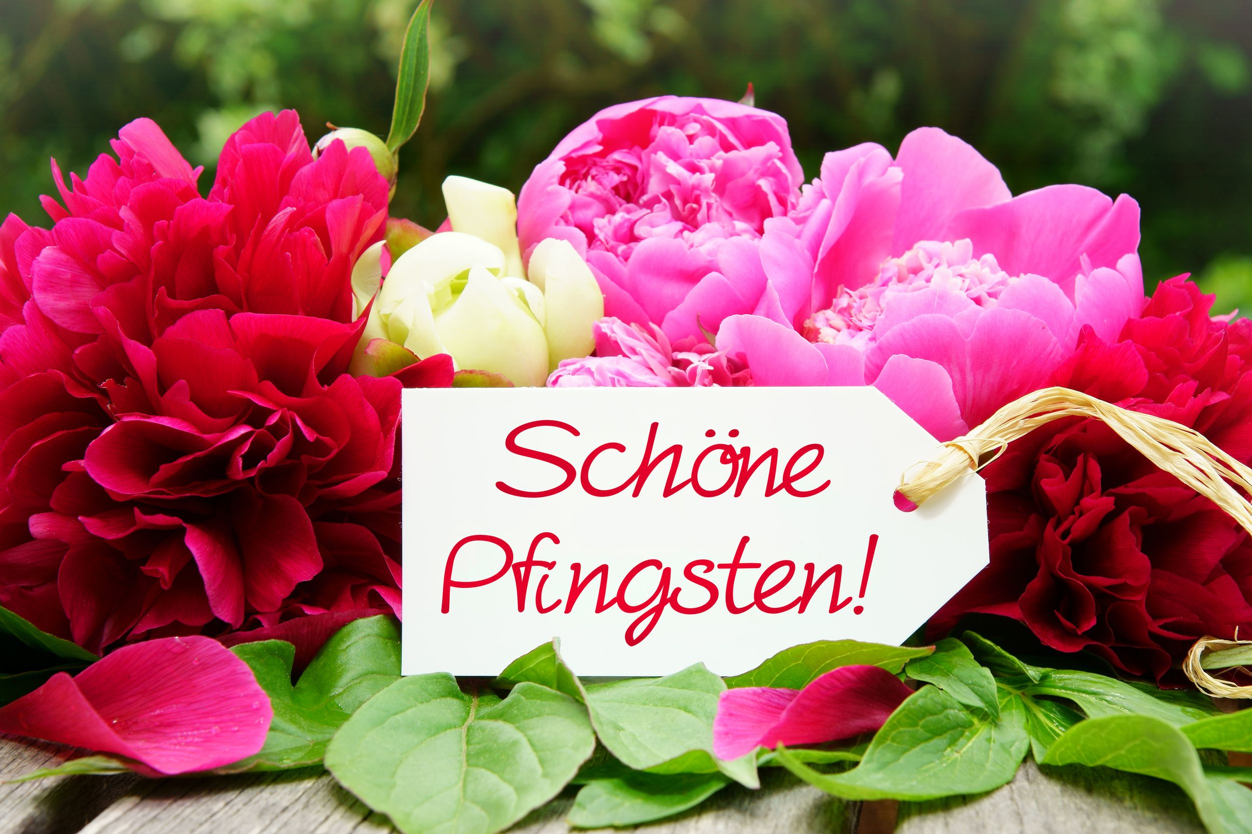 Schöne Pfingsten! , Pfingstgrüsse mit Pfingstrosen