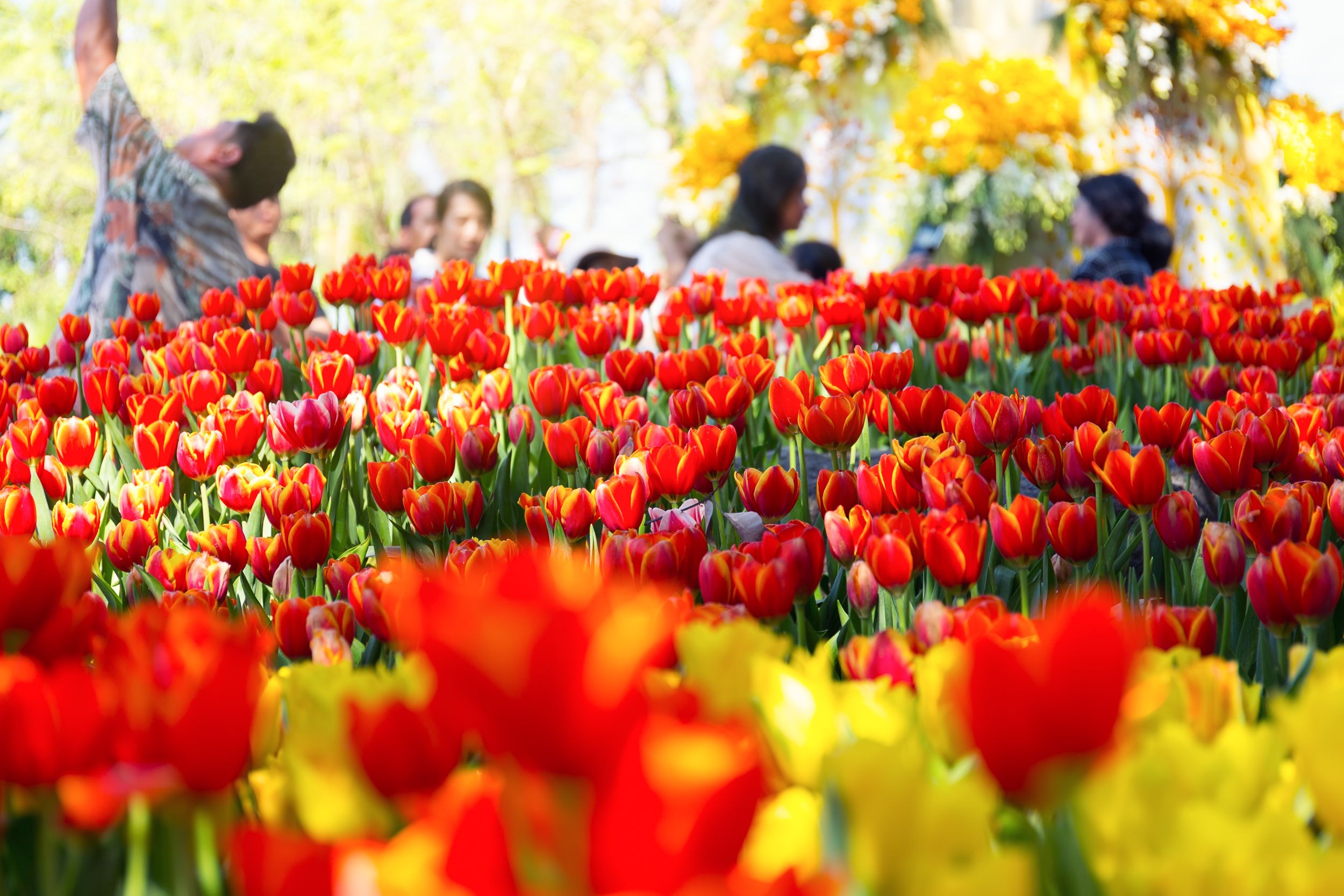 Tulip flower in garden and sunlight.
