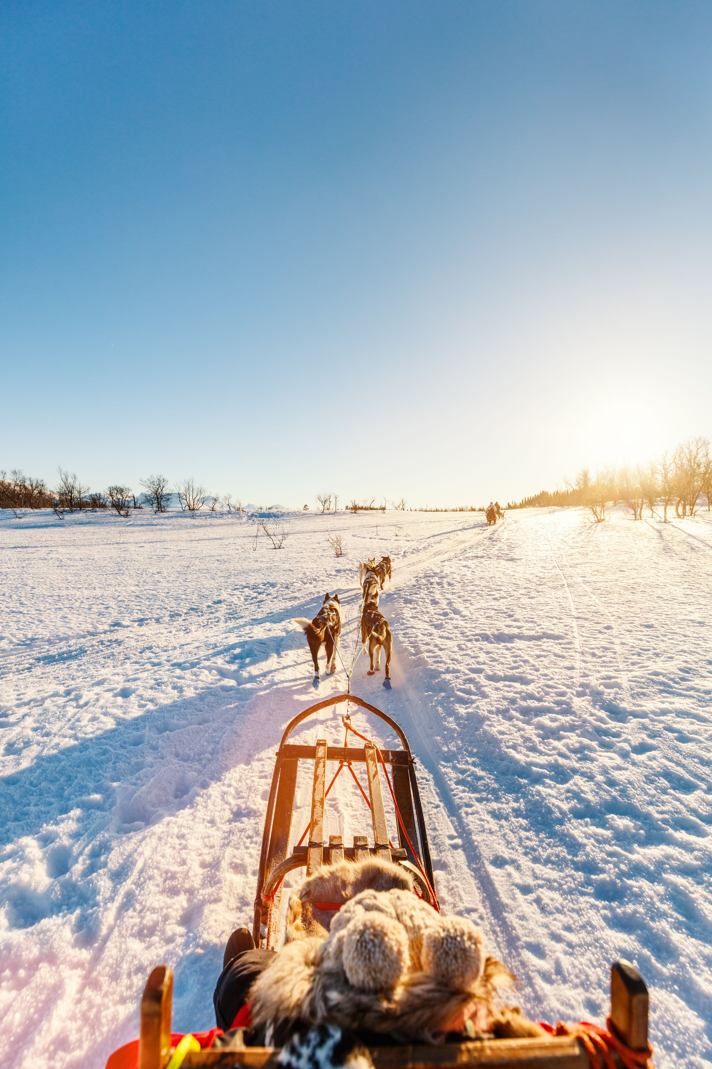 Husky dogs are pulling sledge with family on sunny winter day in North