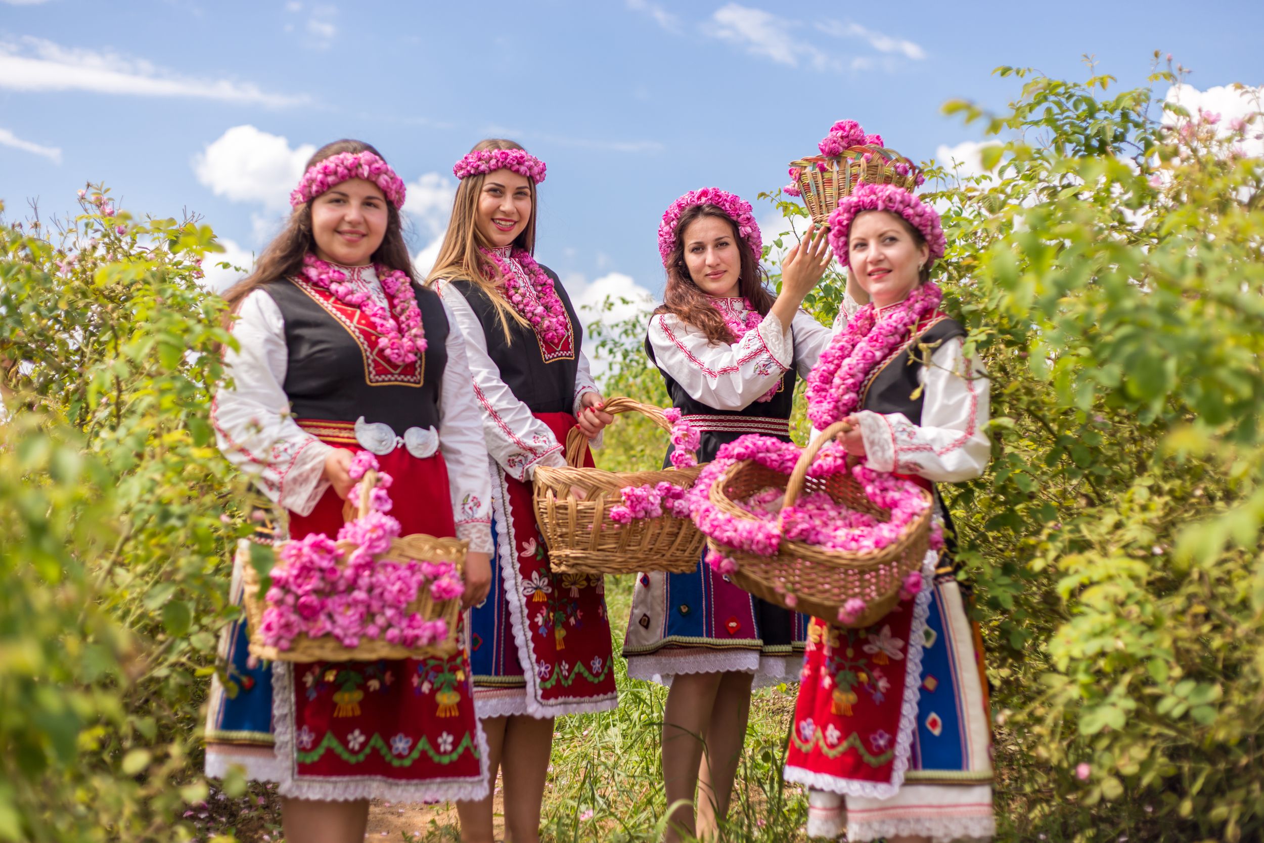Three Bulgarian girls dressed in traditional dress picking roses durin