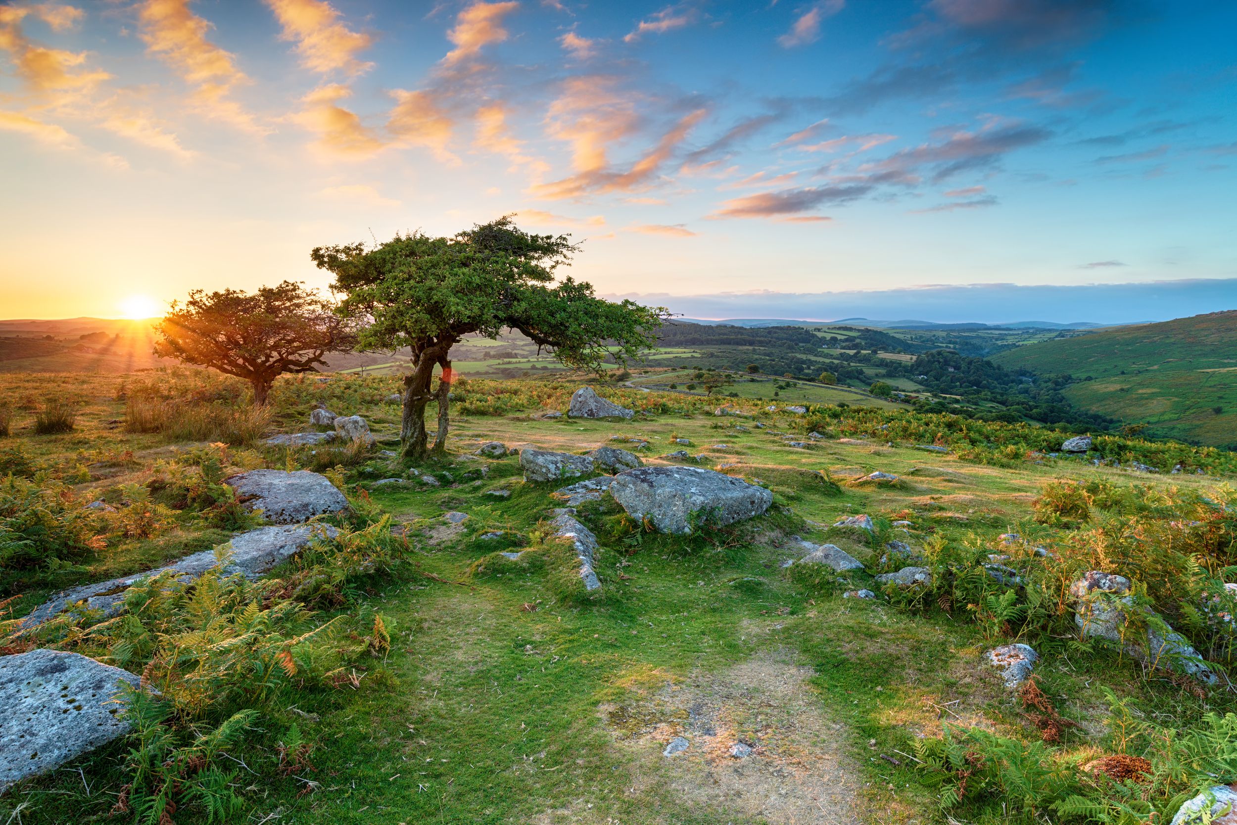 Weathered Hawthorn trees at Combestone Tor on Dartmoor National Park i