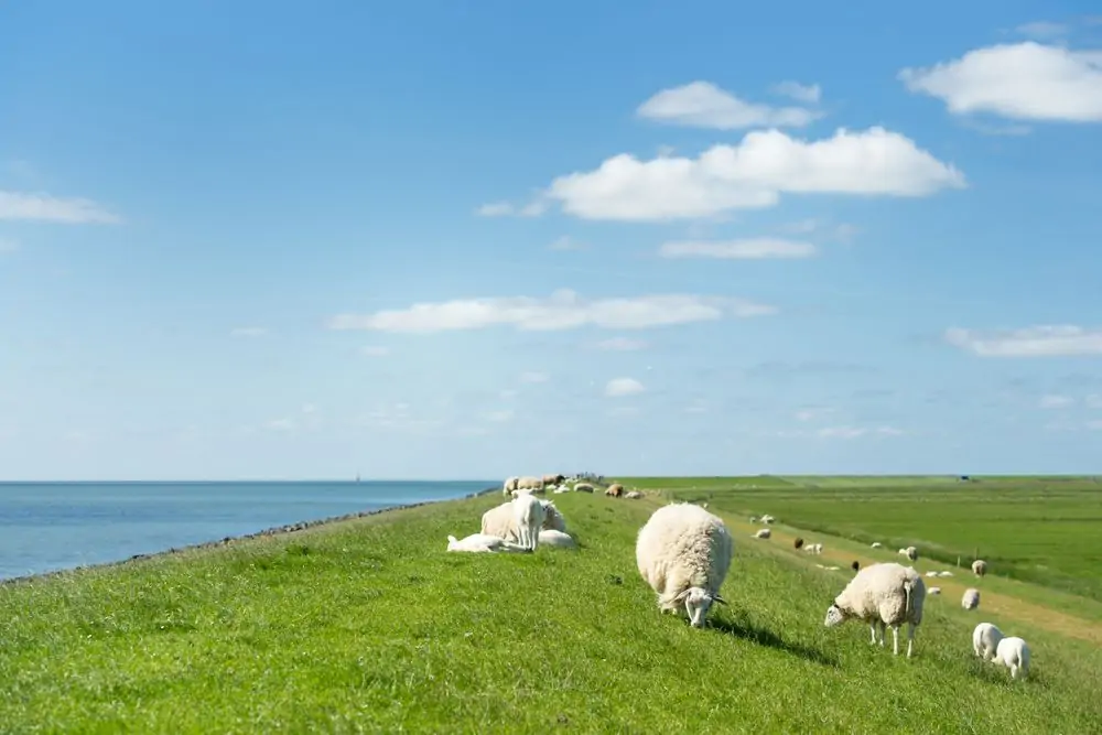 White sheep at the dike on Dutch wadden island Terschelling