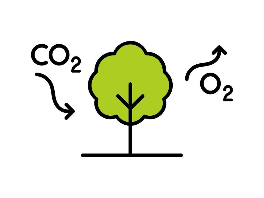 grafische Darstellung der Umwaldnung von Kohlenstoffdioxid in Sauerstoff durch einen Baum