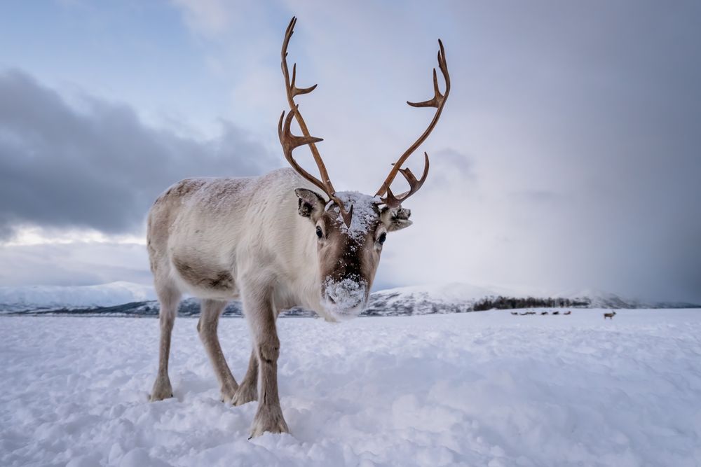 Finnland