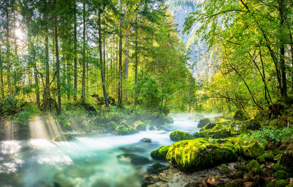 Verwunschener Wald mit moosbedeckten Steinen und einem sanft fließenden Bach in morgendlichem Licht – Sonnenstrahlen brechen durch die Bäume und schaffen eine Atmosphäre der Ruhe, ideal zum Waldbaden, Entspannen und Entschleunigen.