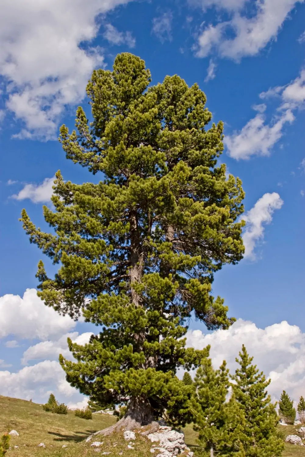 Die Arve, auch Zirbelkiefer genannt ist in den Hochlagen der Alpen zuh