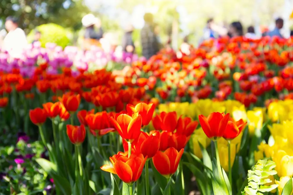 Tulip flower in garden and sunlight.